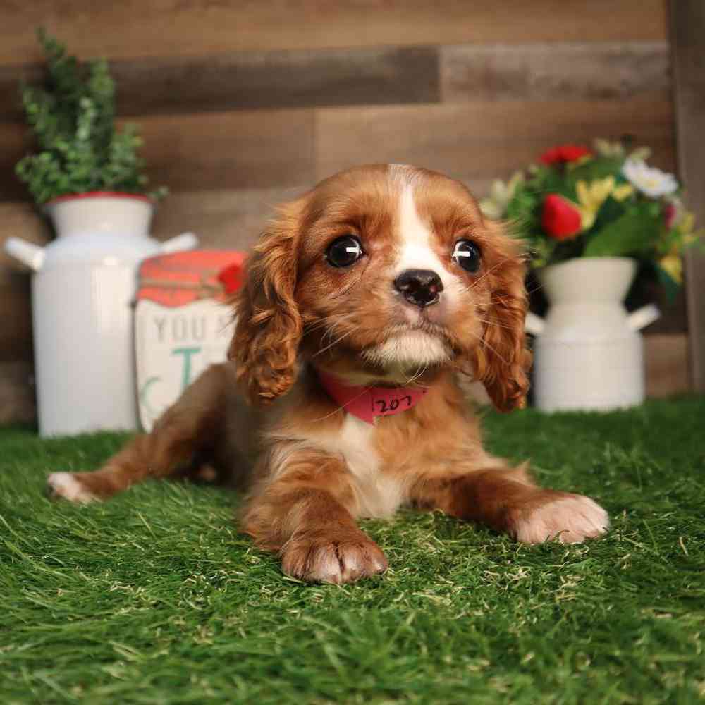 Female Cavalier King Charles Spaniel Puppy for Sale in Blaine, MN