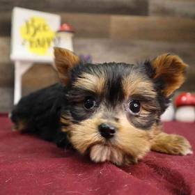 Yorkie Chihuahua