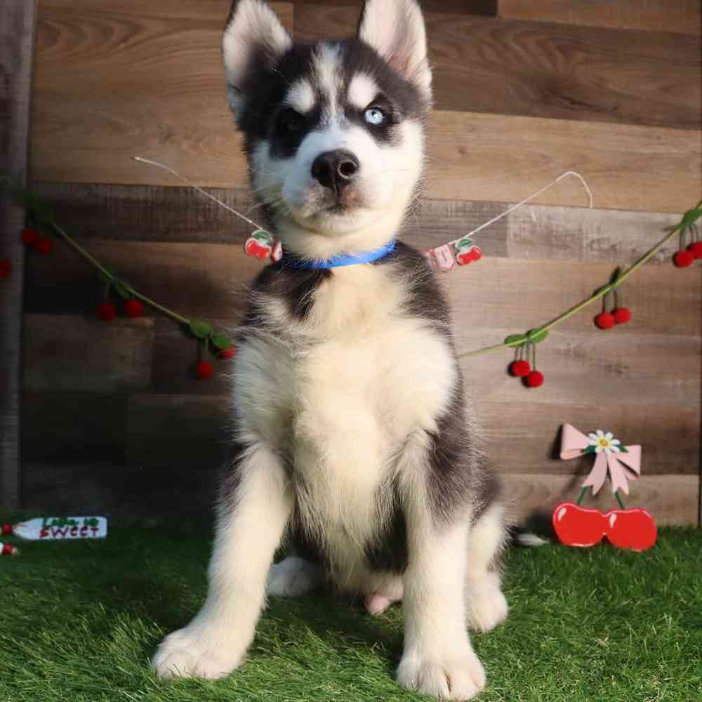 carousel pet images