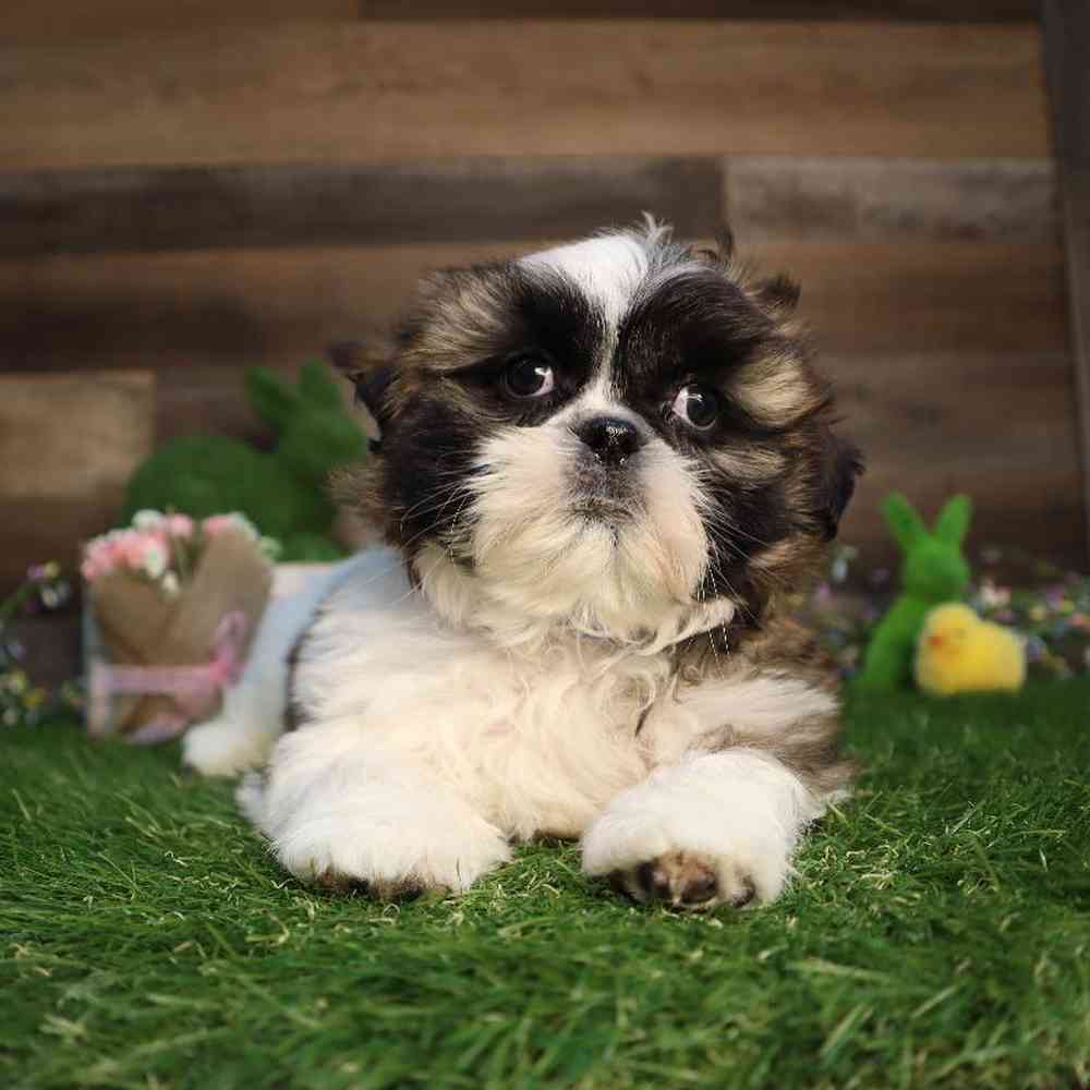 Male Shih Tzu Puppy for Sale in Blaine, MN