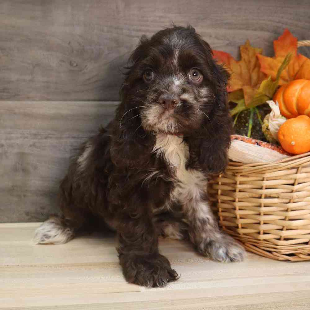 Male Cocker Spaniel Puppy for sale