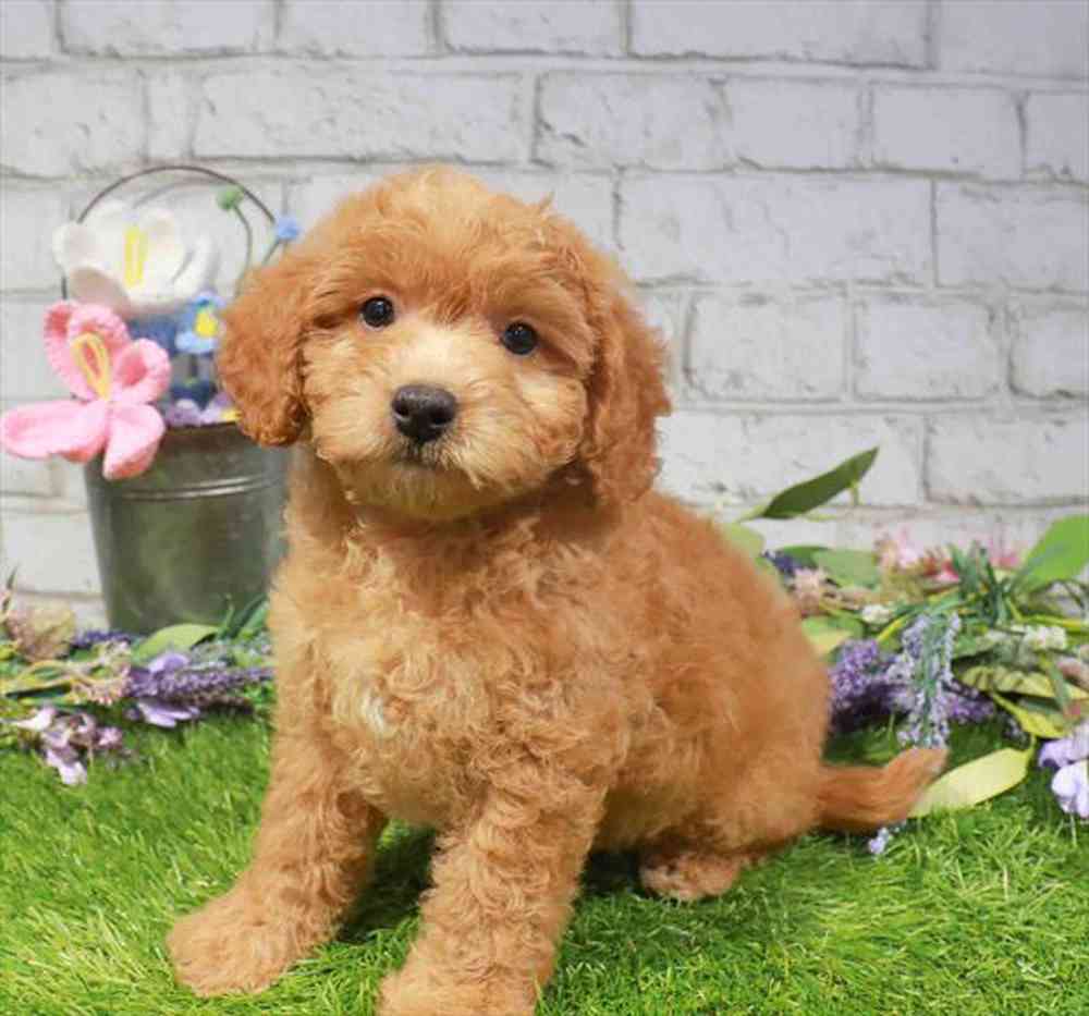 carousel pet images