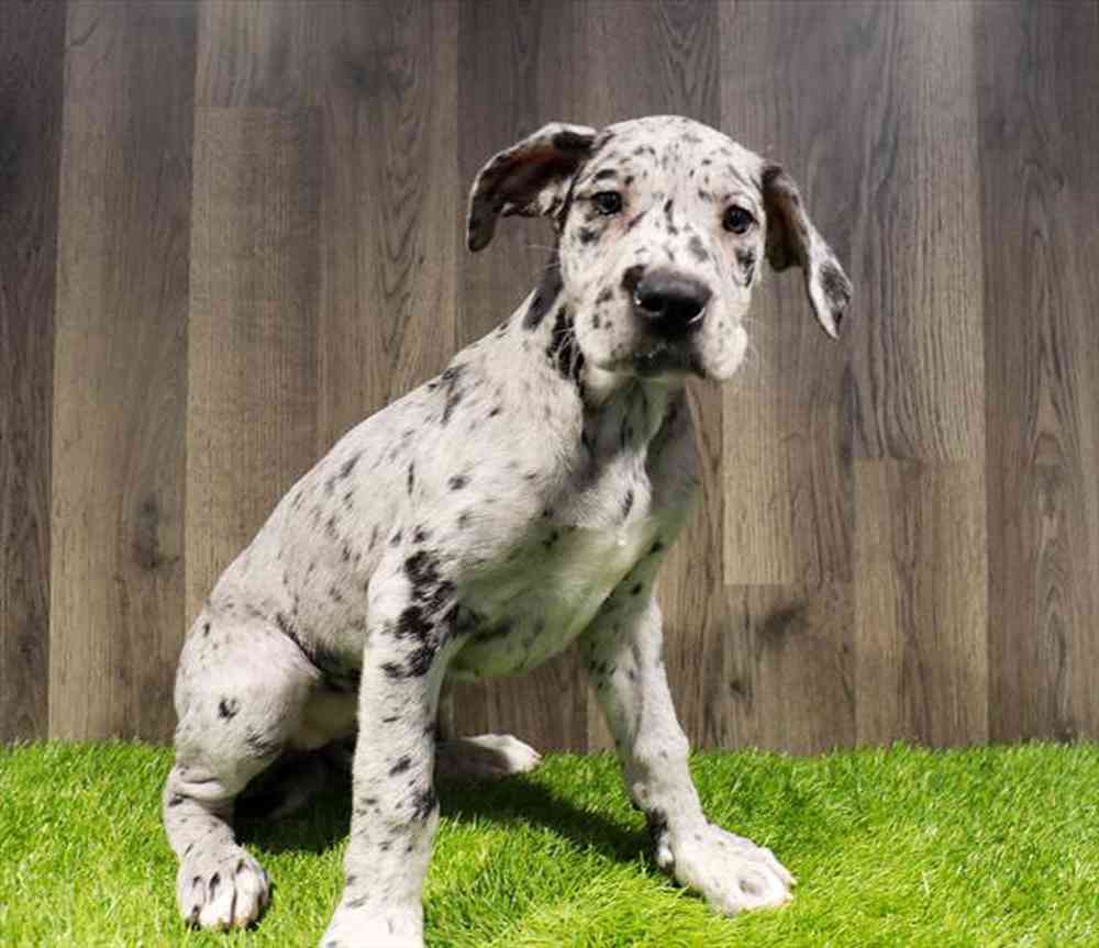 AKC Full EUROPEAN Male Fawn Harlequin Great Dane - Great Dane Puppies for  Sale in Missouri | Great Danes of the Ozarks, image size:1000x863