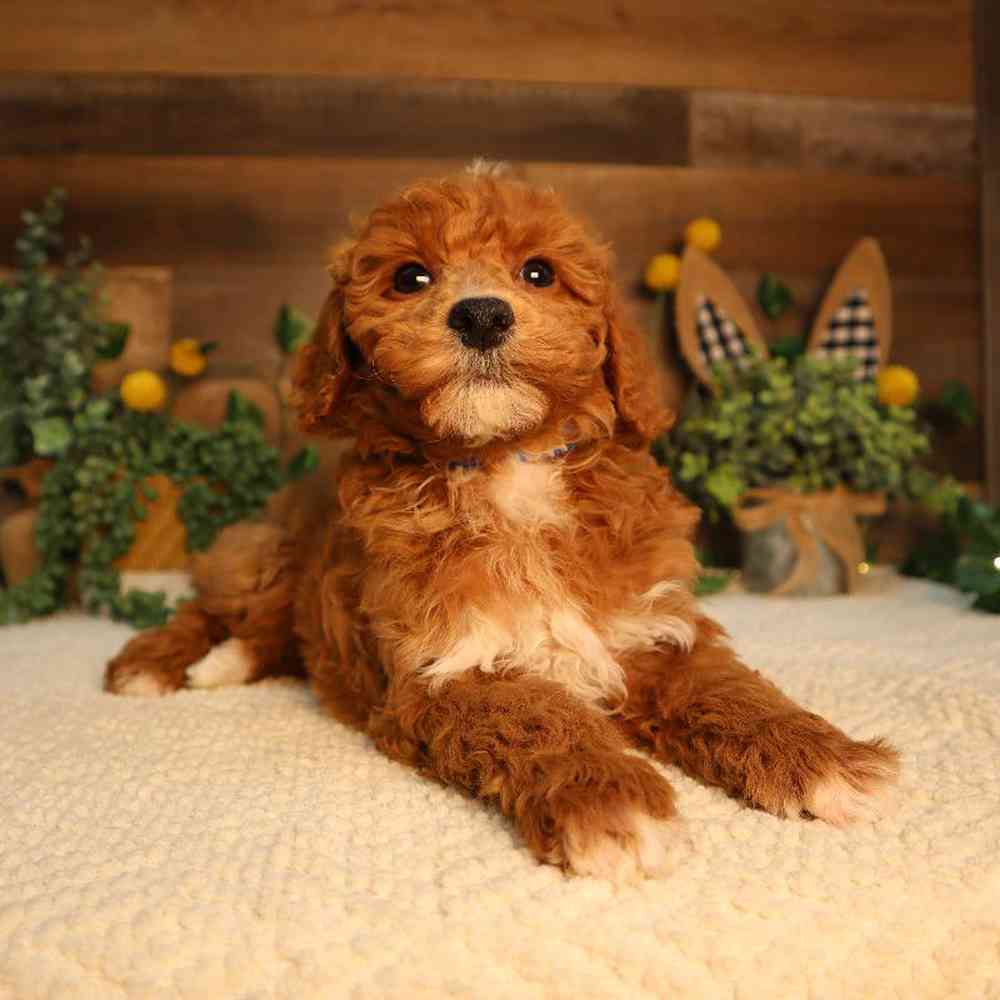 carousel pet images