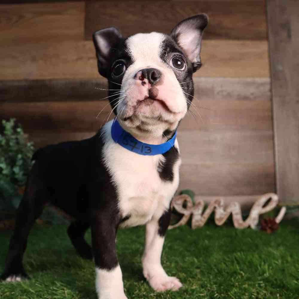 Image of a pet breed in the gallery