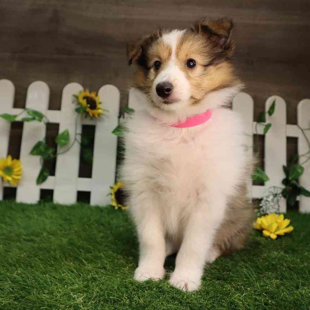 carousel pet images