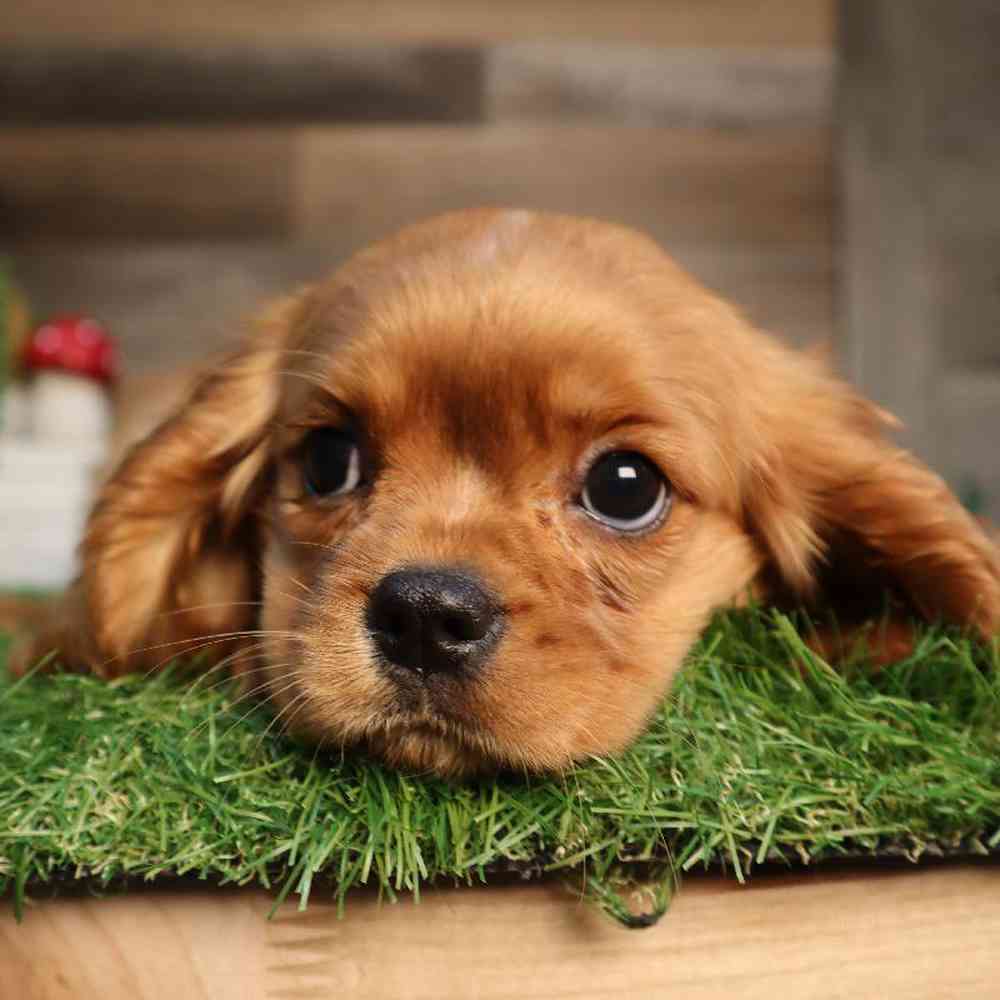 carousel pet images