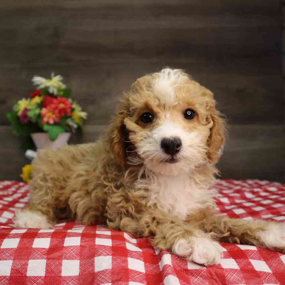 Male Poodle Puppy for Sale in Blaine, MN
