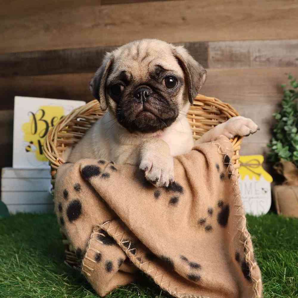 Female Pug Puppy for Sale in Blaine, MN