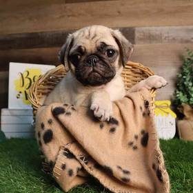 Pug