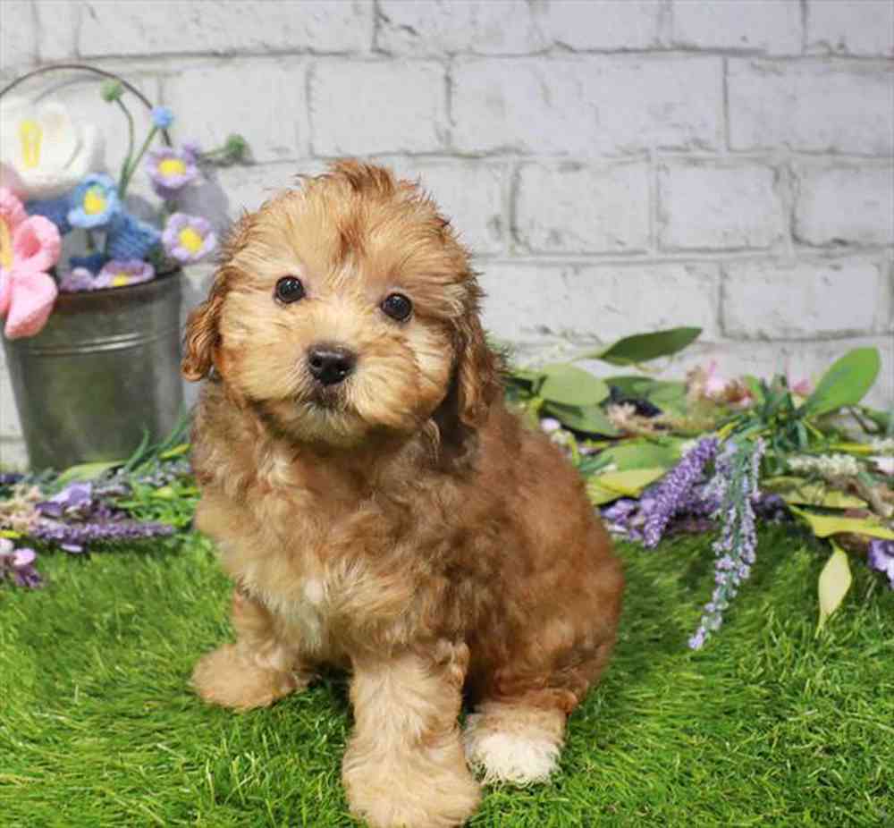 carousel pet images