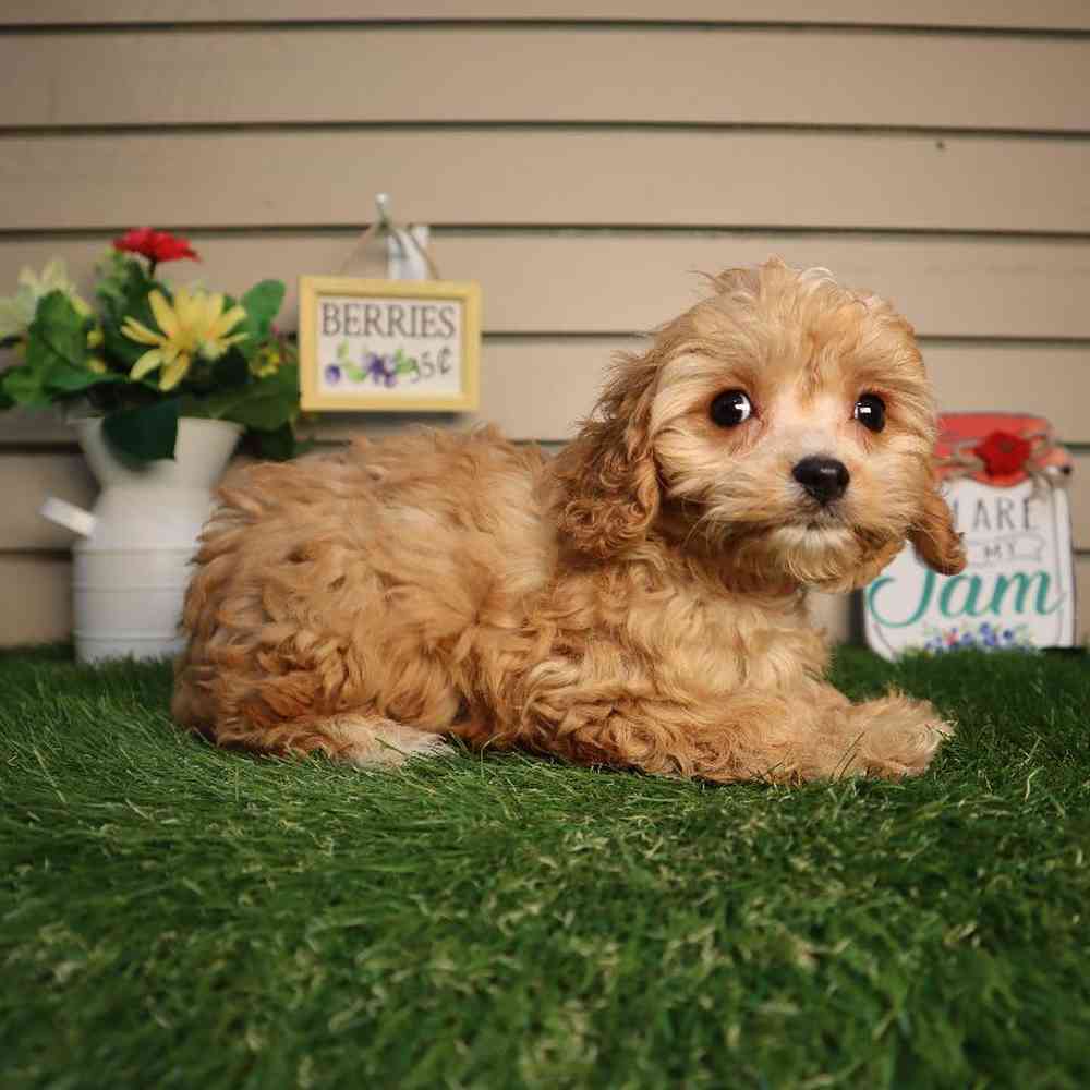 carousel pet images