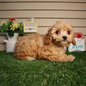 Cavapoo