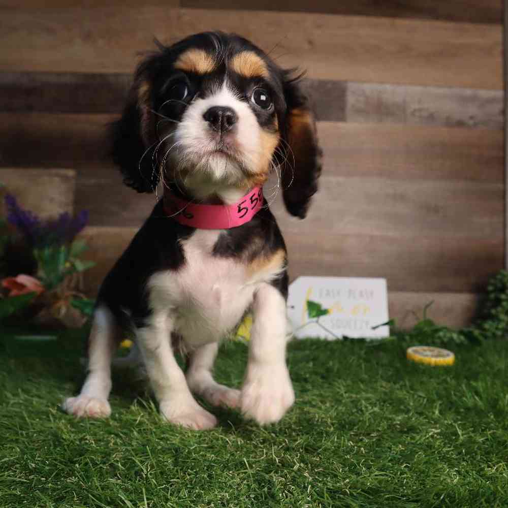 Female Cavalier King Charles Spaniel Puppy for Sale in Blaine, MN