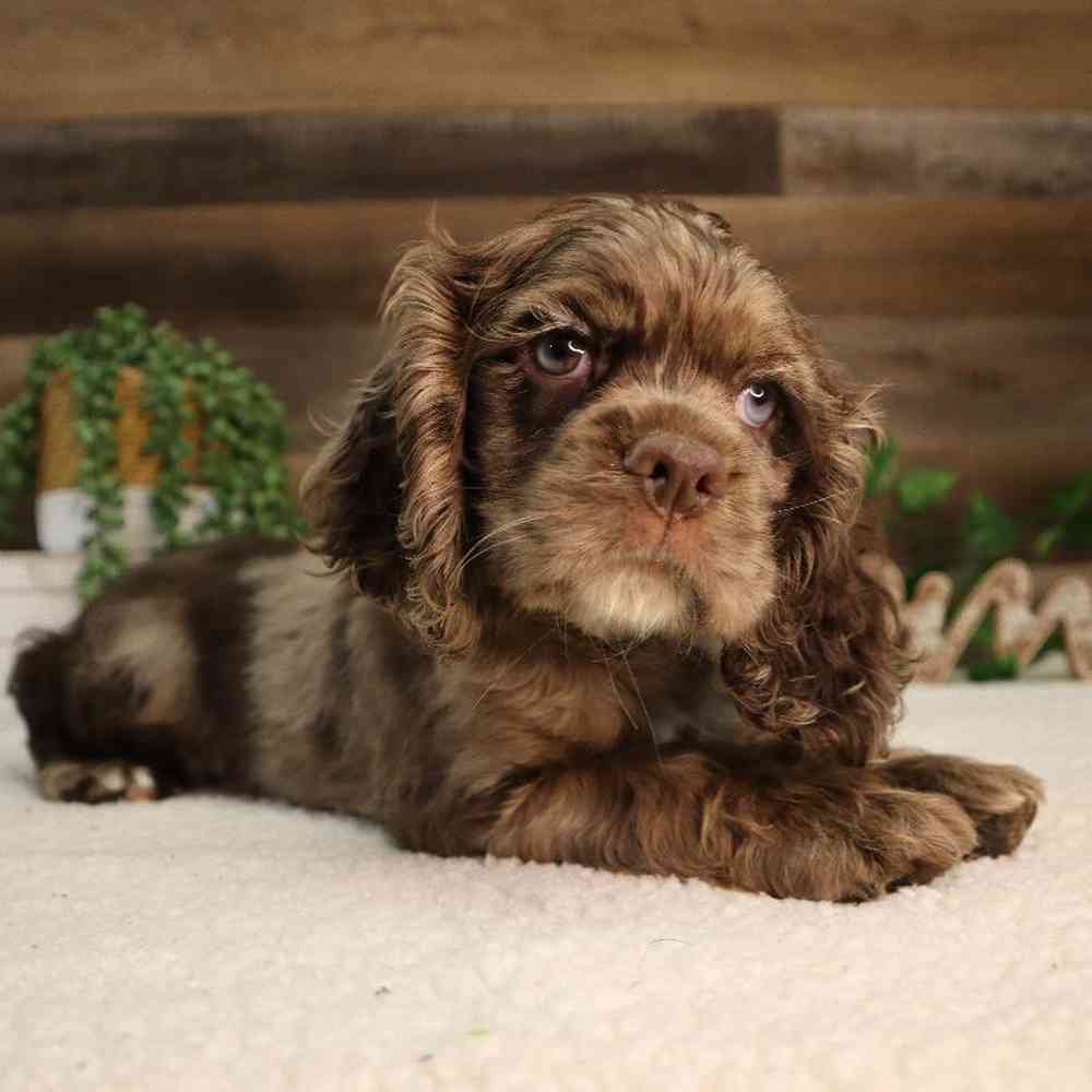 Male Cocker Spaniel Puppy for Sale in Blaine, MN