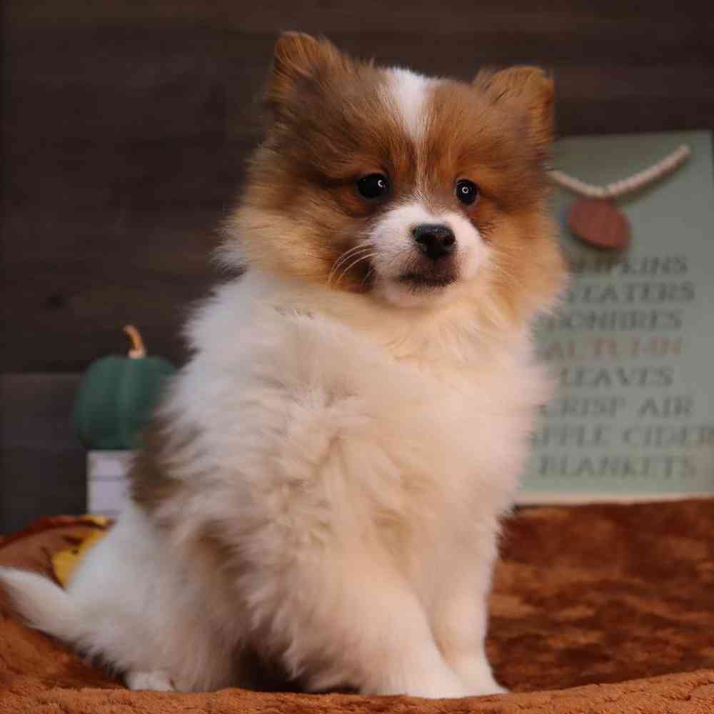 carousel pet images
