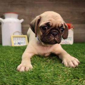 Pug