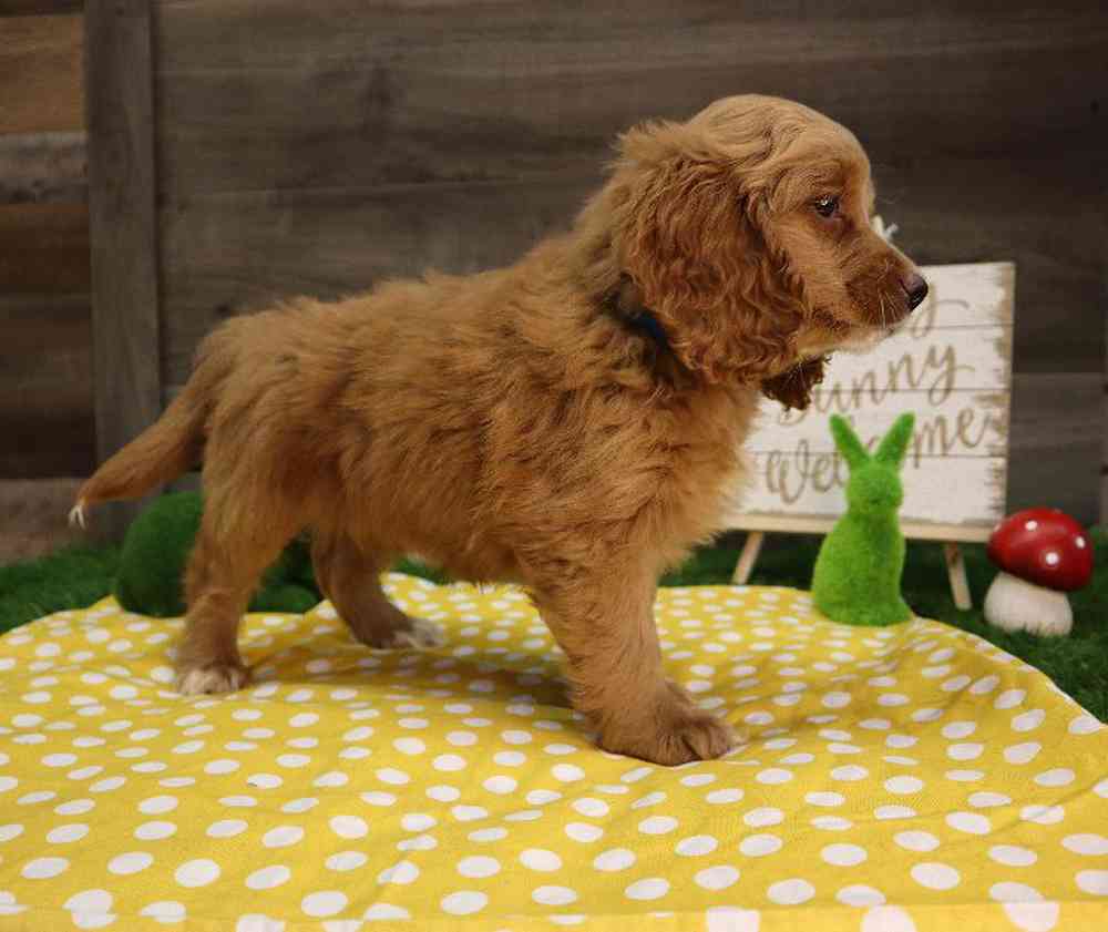 carousel pet images