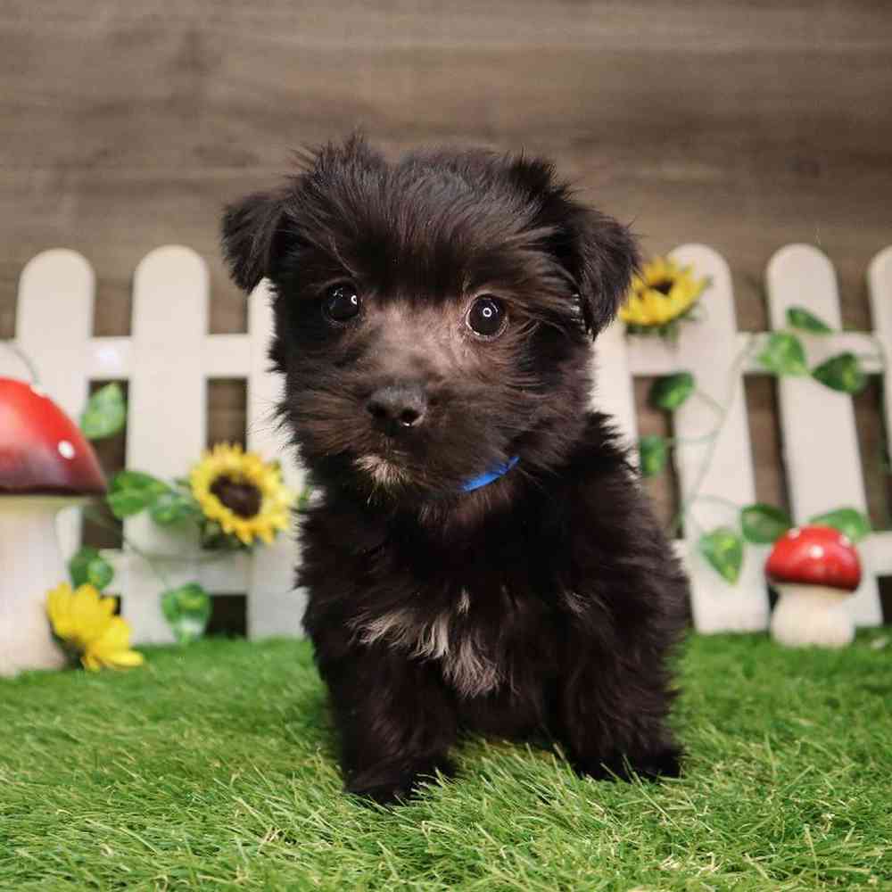 Male Morkiechon Puppy for Sale in Blaine, MN