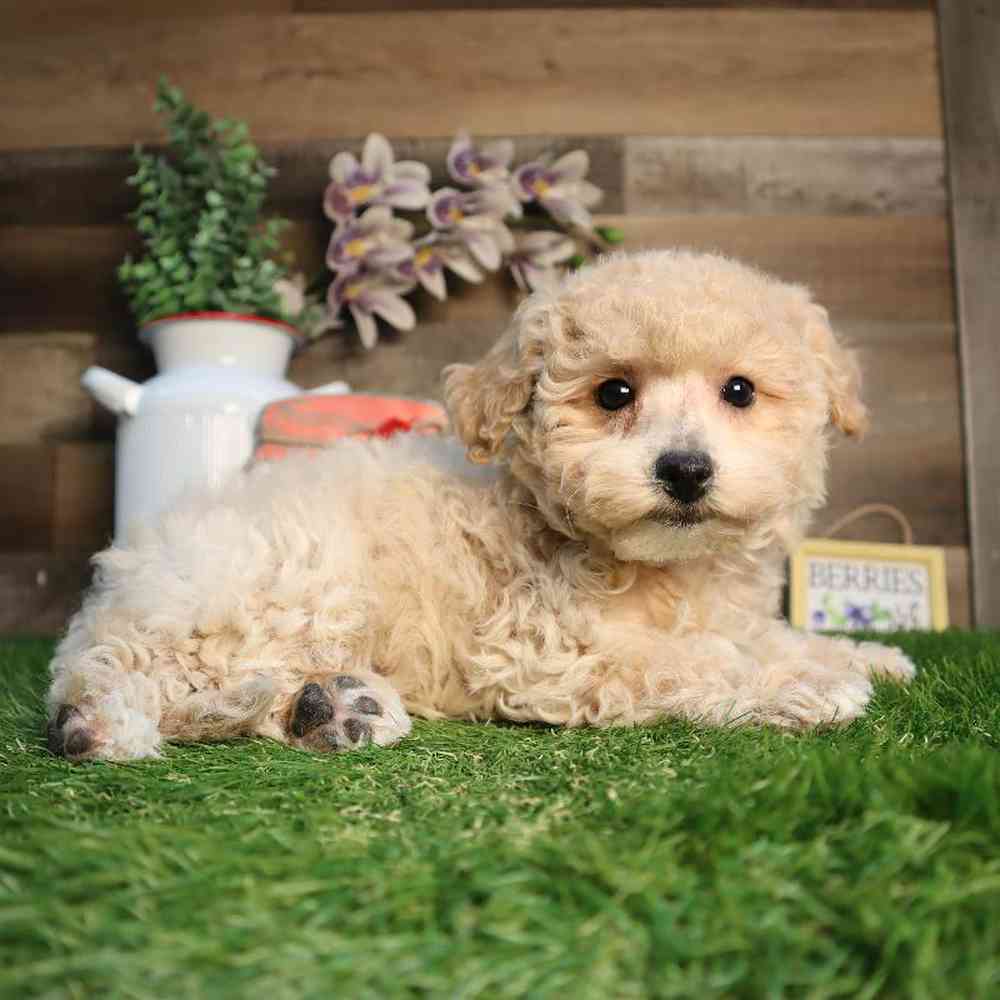 Female Bichon-Poo Puppy for Sale in Blaine, MN