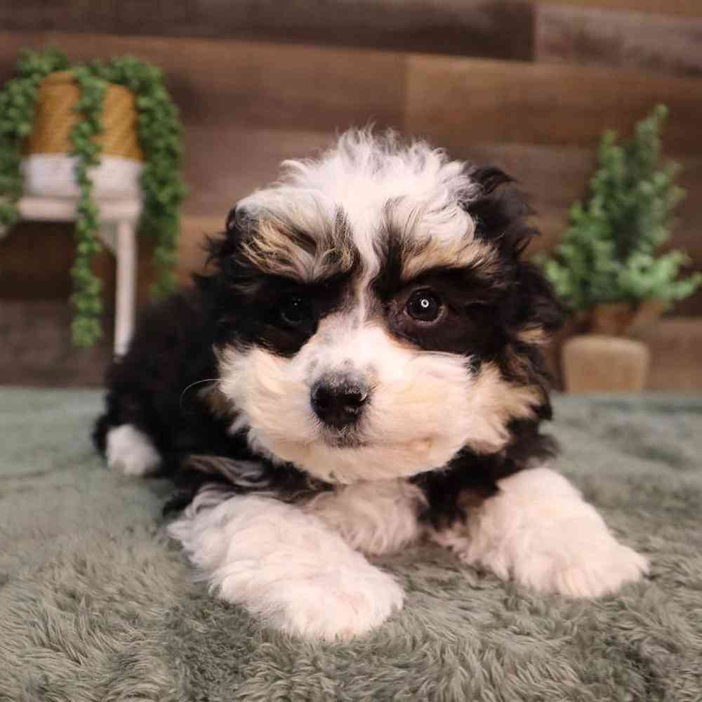 carousel pet images