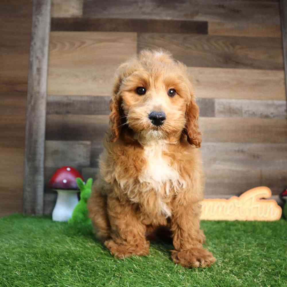 carousel pet images