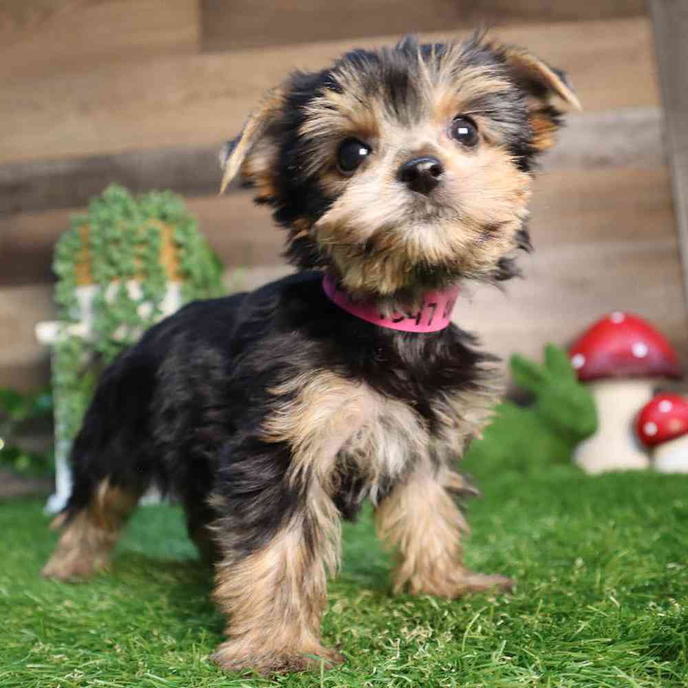 carousel pet images