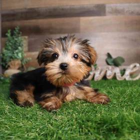 Yorkshire Terrier