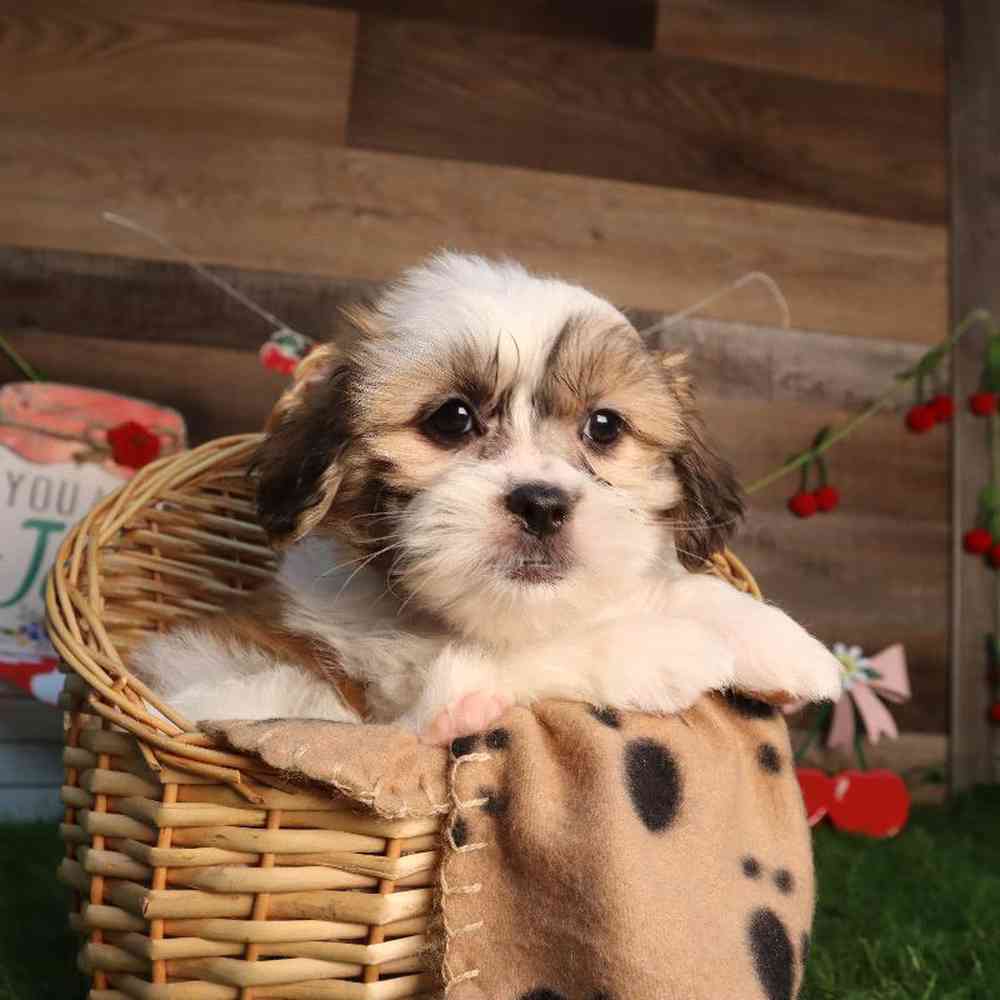 carousel pet images