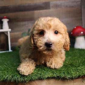 Mini Goldendoodle