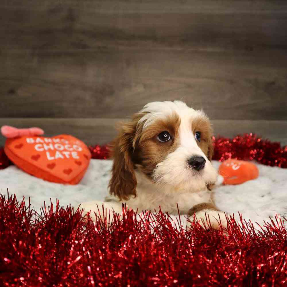 Male Cavapoo Puppy for Sale in Blaine, MN