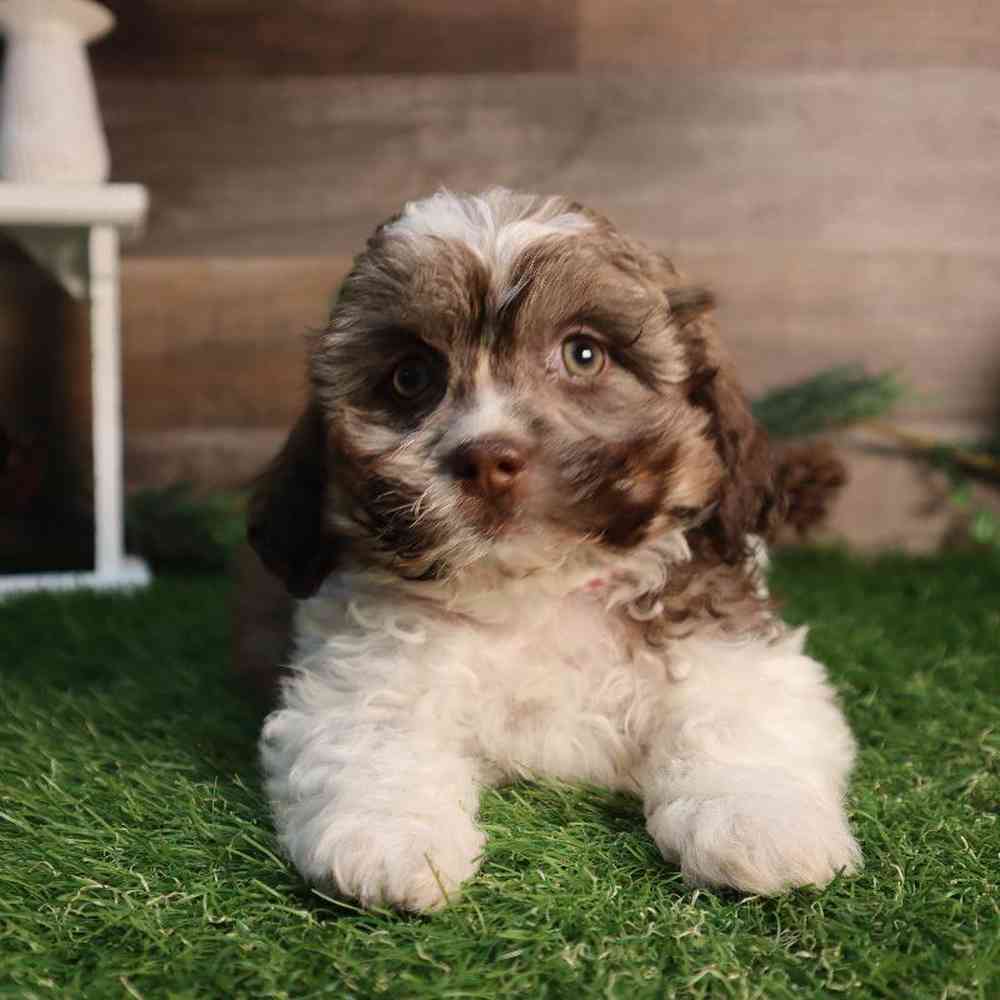 carousel pet images