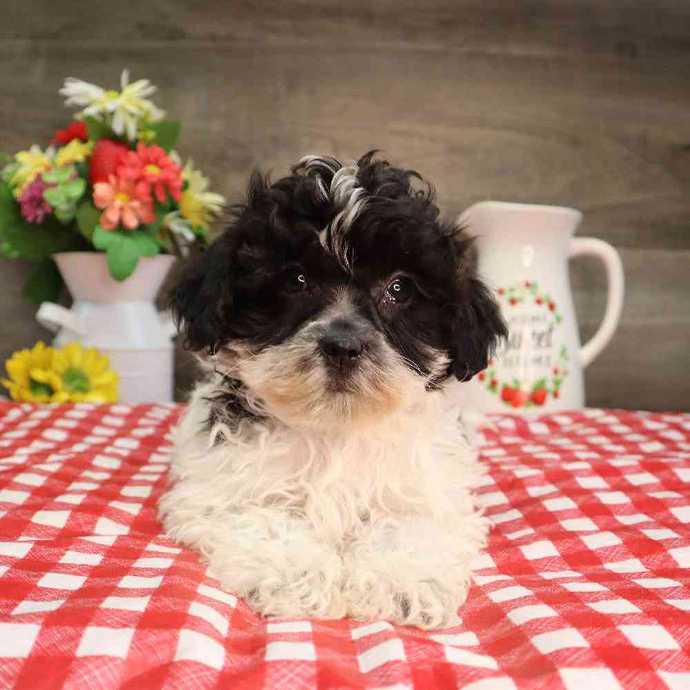 carousel pet images