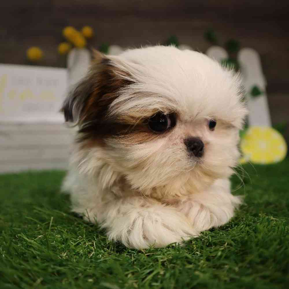 carousel pet images