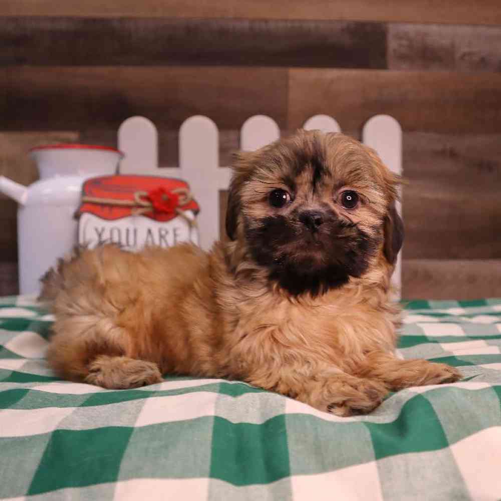 carousel pet images