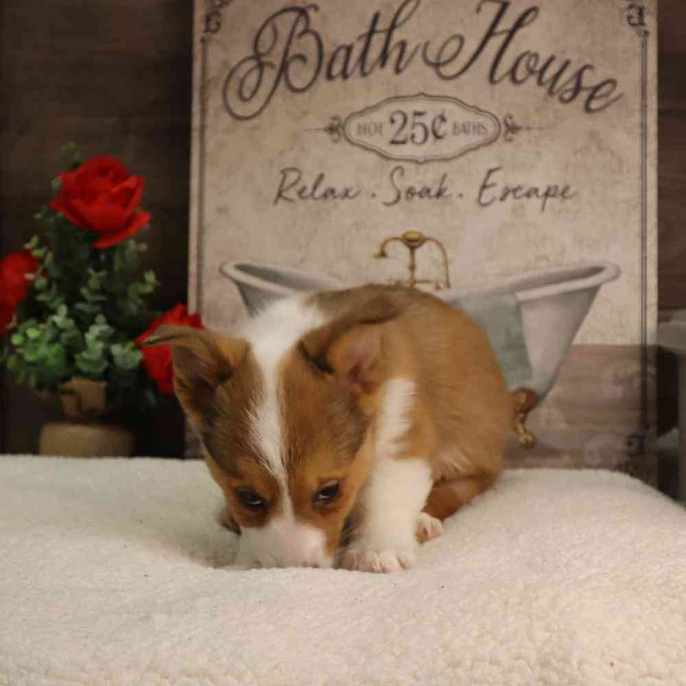 carousel pet images