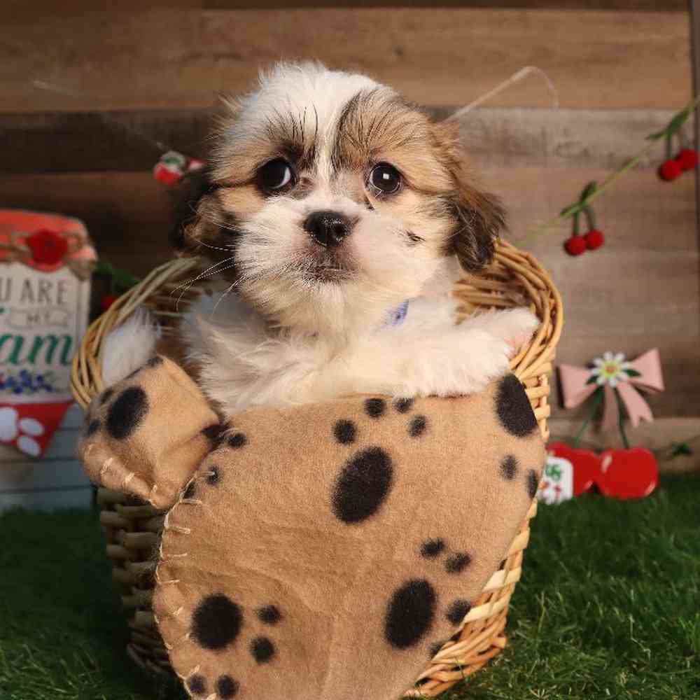 Male Malshi Puppy for Sale in Blaine, MN