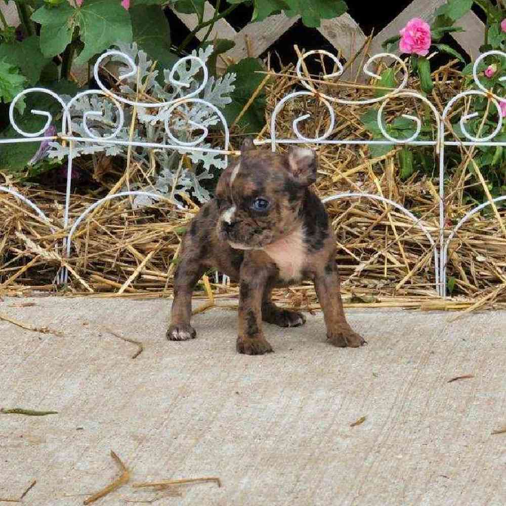 Female Frenchton Puppy for sale