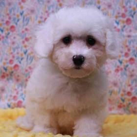 Bichon Frise