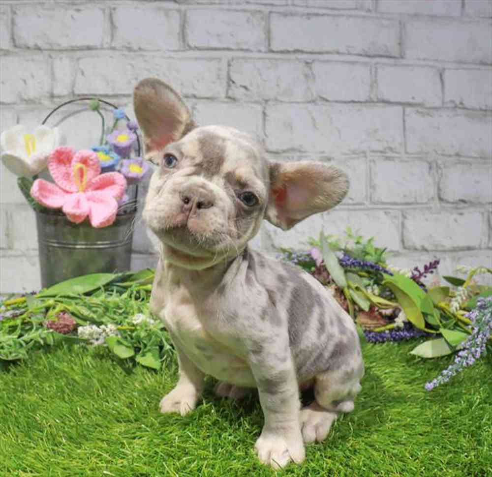 carousel pet images
