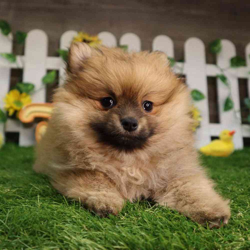 carousel pet images