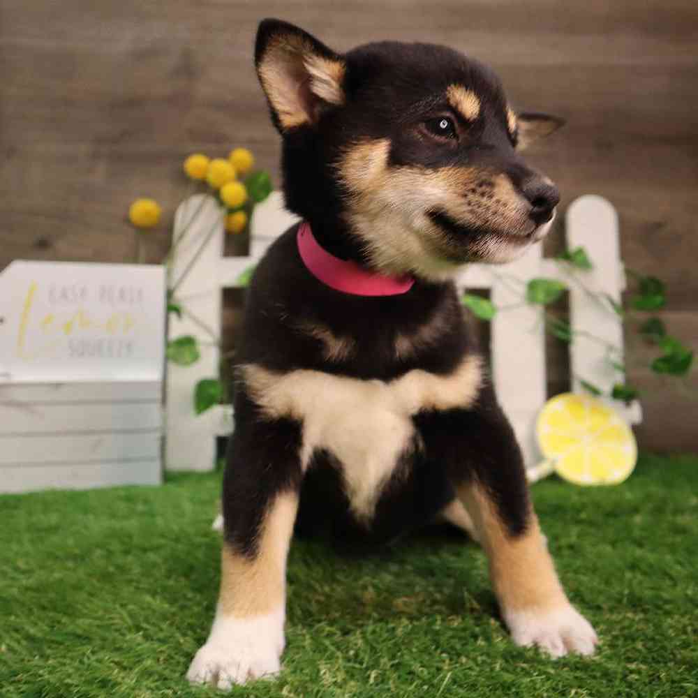 carousel pet images