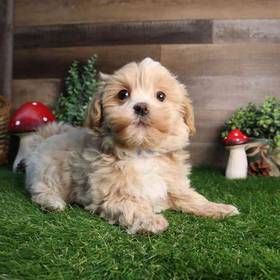 Maltipoo