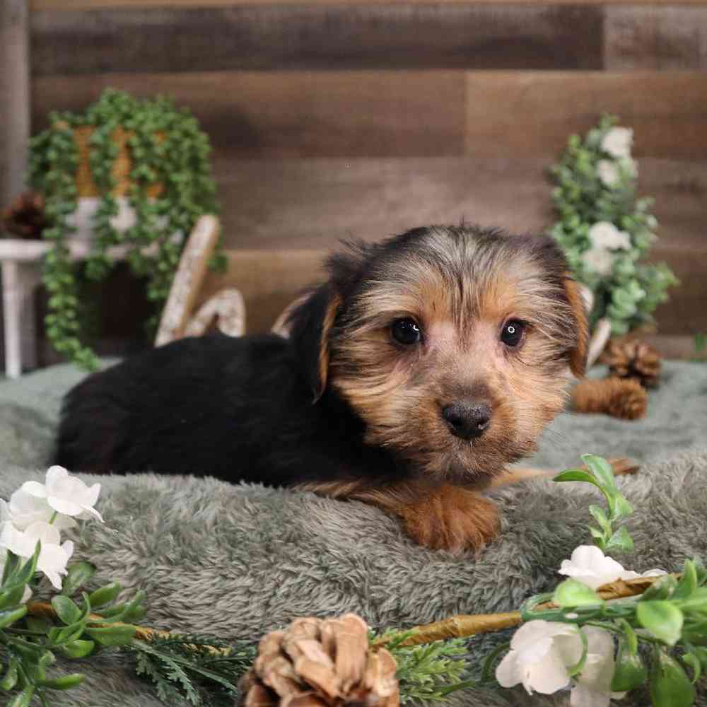 Male Yorkshire Terrier Puppy for Sale in Blaine, MN