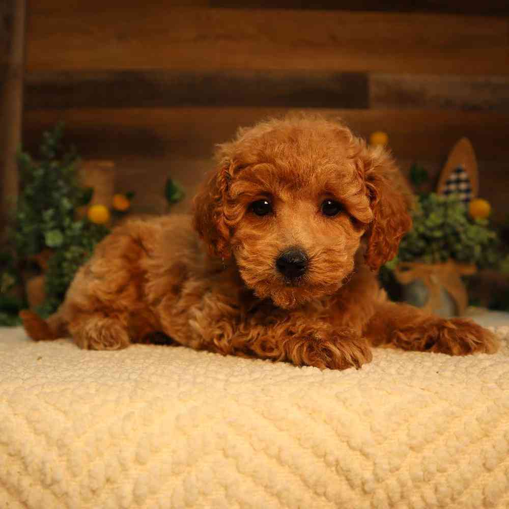 carousel pet images