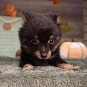 Pomeranian