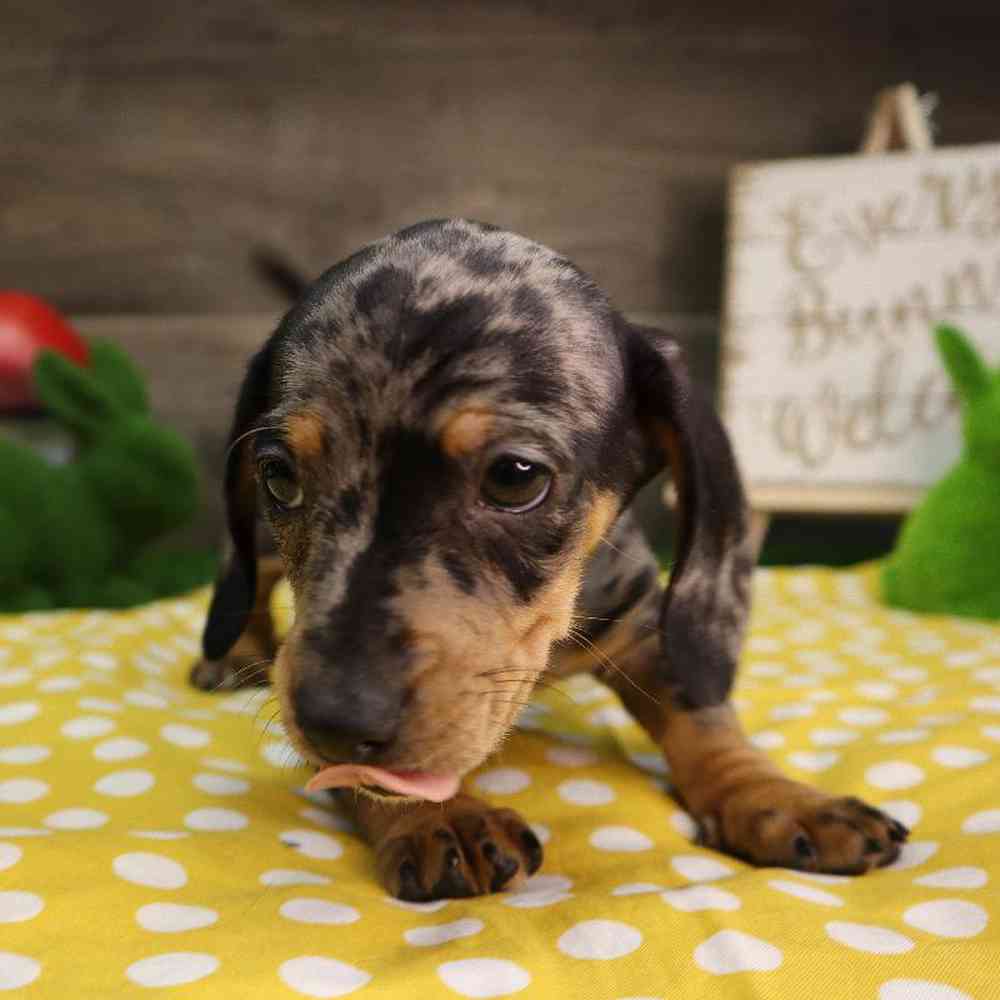 carousel pet images