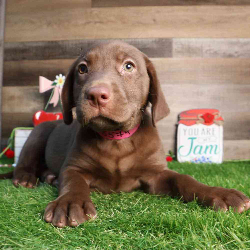 Female Labrador Retriever Puppy for Sale in Blaine, MN