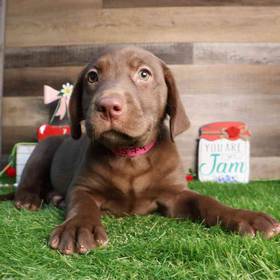 Labrador Retriever