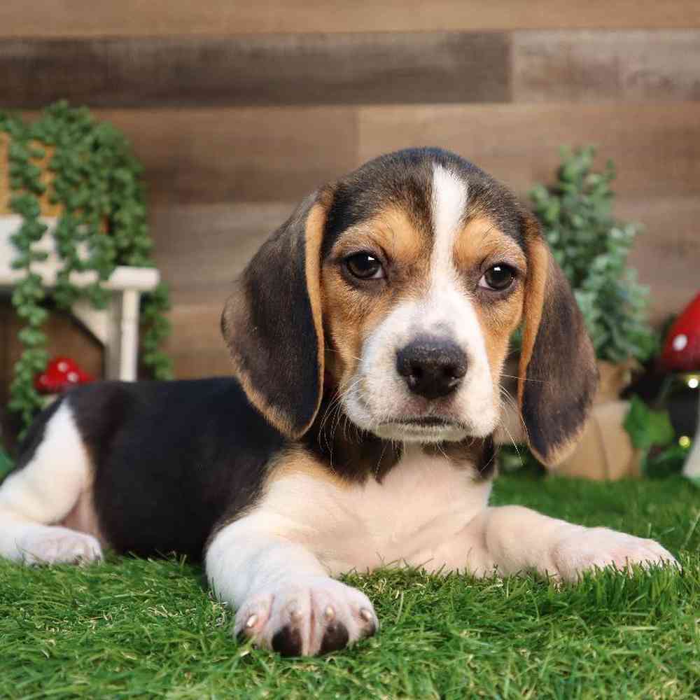 Image of a pet breed in the gallery